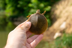 Apalone spinifera aspera