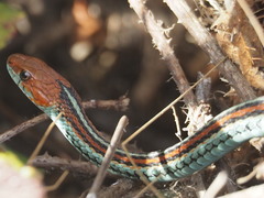 Thamnophis sirtalis tetrataenia