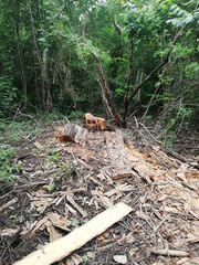 Dalbergia granadillo