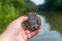 Apalone spinifera aspera