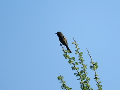 Knipolegus striaticeps