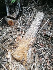 Dalbergia granadillo