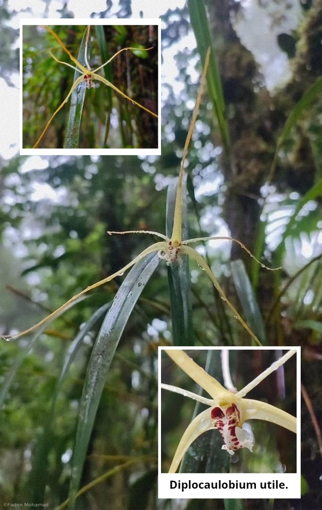 Dendrobium utile J.J.Sm.