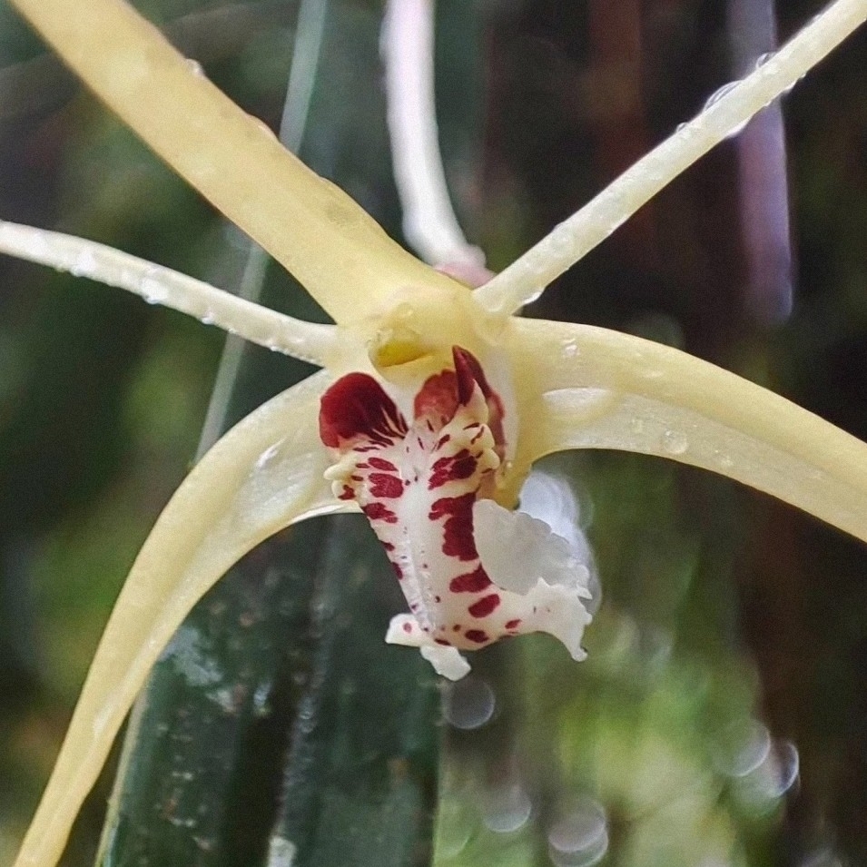 Dendrobium utile J.J.Sm. 2