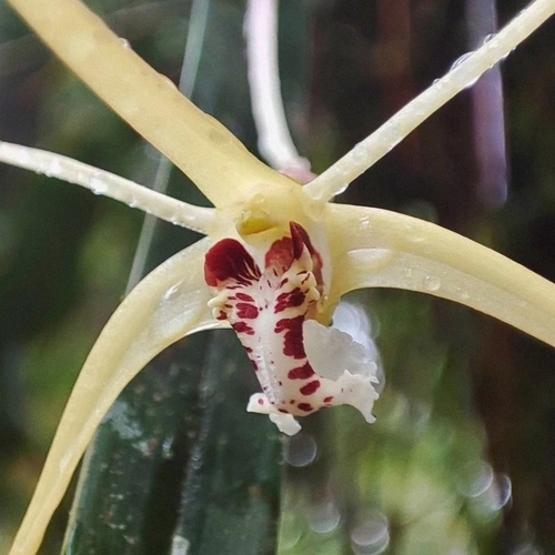 Diplocaulobium utile (J.J.Sm.) Kraenzl. 2