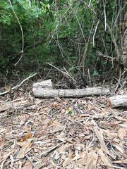 Dalbergia granadillo