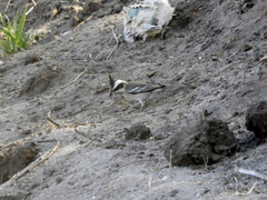 Lophospingus pusillus