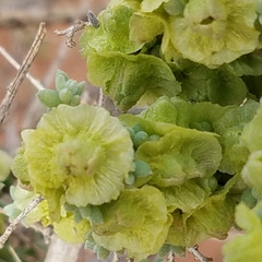 Maireana pyramidata
