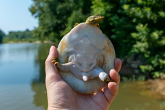 Apalone spinifera aspera