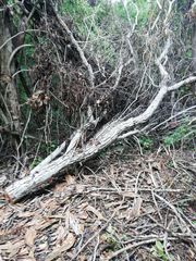 Dalbergia granadillo