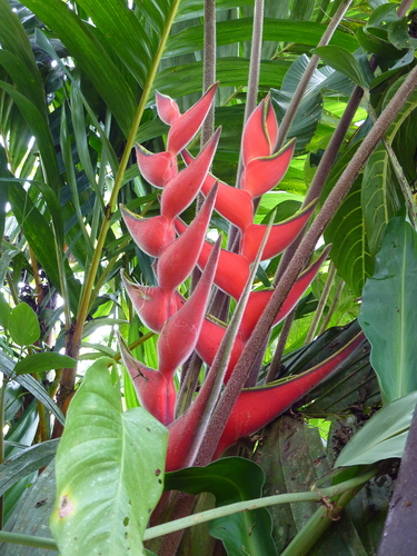 Heliconia orthotricha