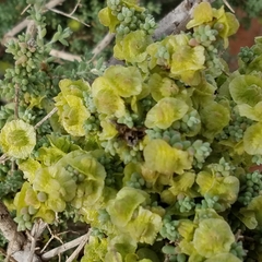 Maireana pyramidata