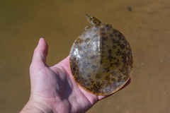 Apalone spinifera aspera