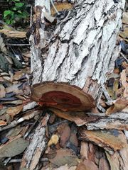 Dalbergia granadillo