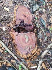 Dalbergia granadillo