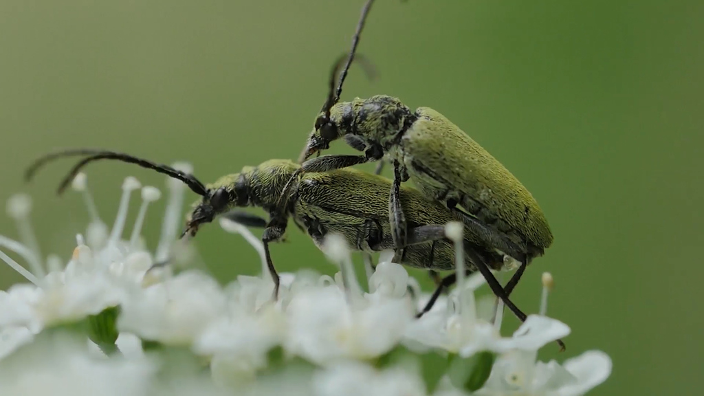 Euracmaeops angusticollis
