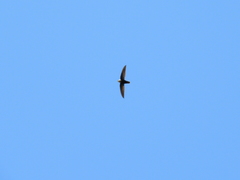 Chaetura meridionalis