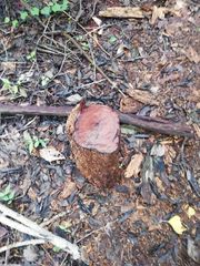 Dalbergia granadillo