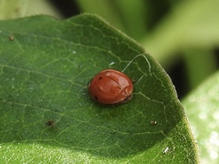 Harmonia axyridis