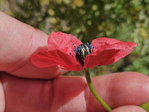 Image of Rough Poppy (Roemeria sicula) by (c) Marc Riera, some rights reserved (CC BY)