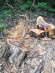 Dalbergia granadillo