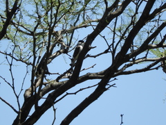 Xenopsaris albinucha