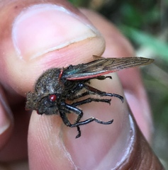 Metcalfiella erecta