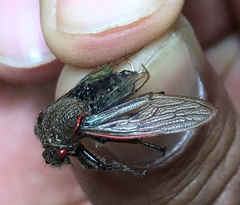 Metcalfiella erecta