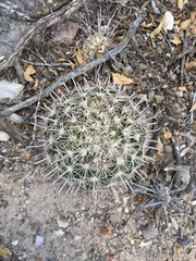 Coryphantha delicata