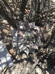 Ariocarpus retusus retusus