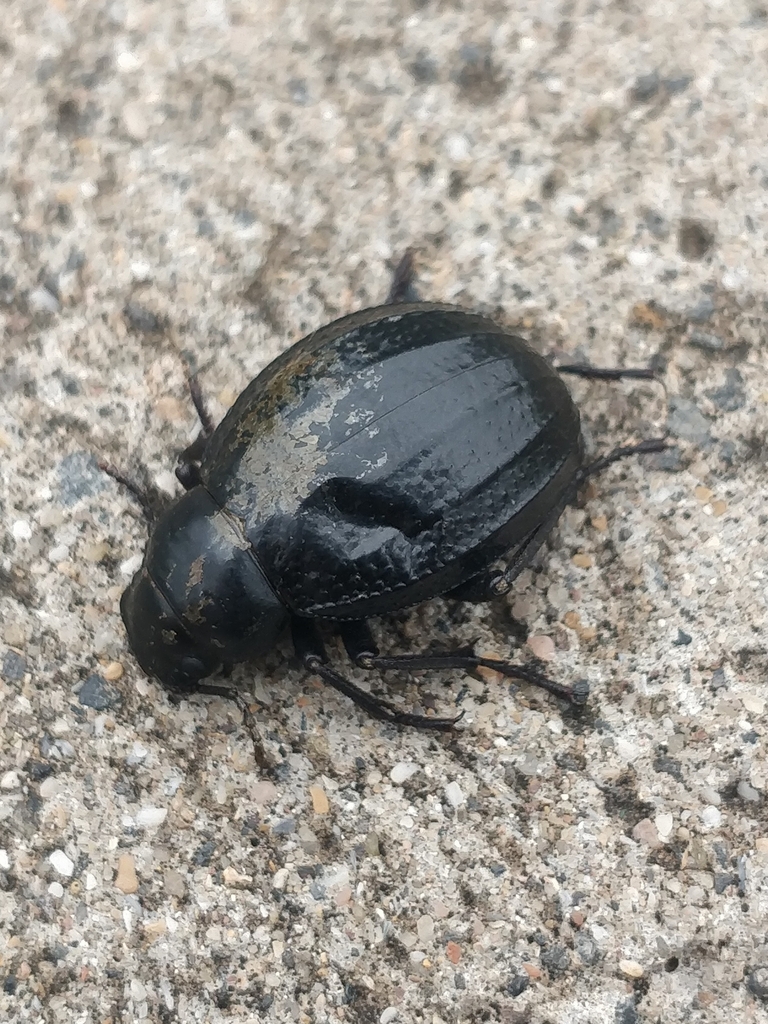 Pimelia radula radula