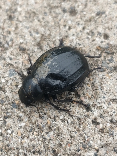 Pimelia radula radula