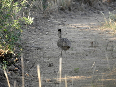 Nothoprocta cinerascens