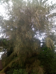 Casuarina equisetifolia