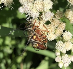 Typocerus acuticauda