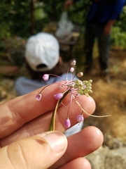 Allium carinatum pulchellum