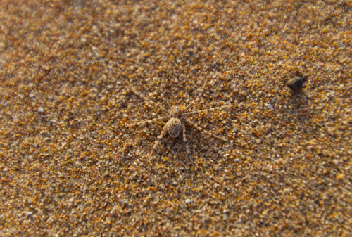 Sand Running Spider, Essaouira, Marokko, photo 9 of 10