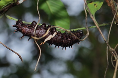 Troides minos