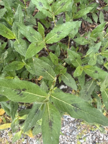 iNaturalist observation photo of water smartweed