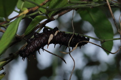 Troides minos
