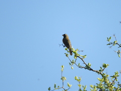 Saltatricula multicolor