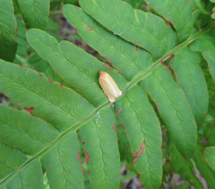 Zelotherses paleana