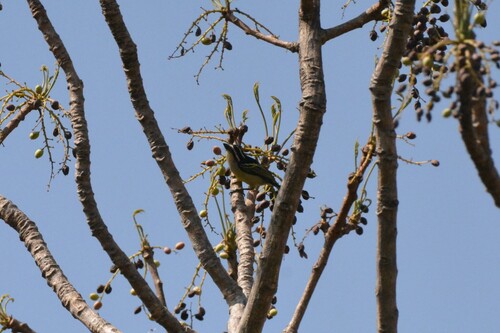 Yellow-rumped Tinkerbird