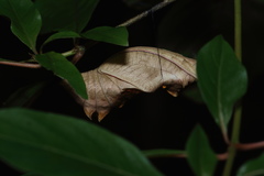 Troides minos