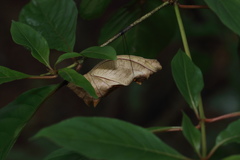 Troides minos