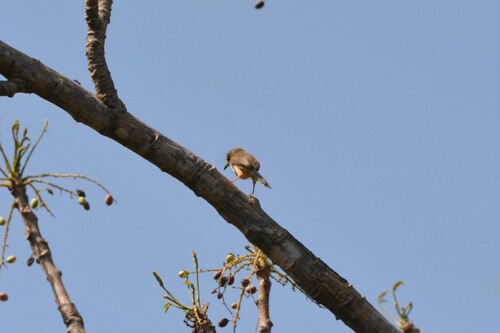 Tawny-flanked Prinia