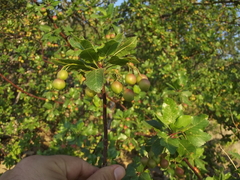 Bursera epinnata