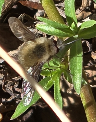 Unknown species found near Boise, ID 83706, USA