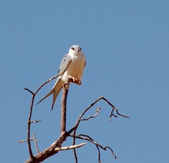 Scissor-Tailed Kite photo 5