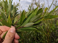 Salix pellita
